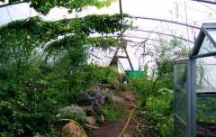 The Polytunnel is a very useful space given the prevailing climate